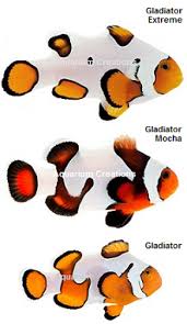 Saltwater Clownfish Clownfish For Sale Designer Clownfish