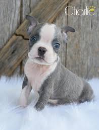 Click here to be notified when new boston terrier puppies are listed. Charlie Rare Blue With Very Rare Two Blue Eyes Boston Terrier Puppy For Sale In Fresno Oh Happy Valentines Day Happyvalentinesday2016i