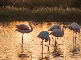 Notre hôtel dispose de 20 chambres.notre hôtel se situe devant les plages des saintes maries de la mer et juste à côté du centre de thalassothérapie et à seulement 5 minutes à pied du centre ville. Flamant Rose Camargue Itinera Magica