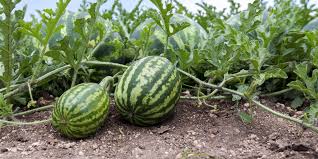 More images for how to pick watermelon from garden » Growth In Gardening Homegrown Watermelons San Marcos Record