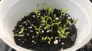 How To Germinate Dragon Fruit Seeds Part 1 Youtube Fruit Seeds Dragon Fruit Seeds