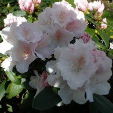 Schneekrone Inkarho Rhododendron Buy Schneekrone Inkarho Online Millais Nurseries