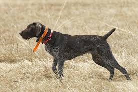 German wirehaired pointer lab mix puppies for sale. German Wirehaired Pointer Dog Breed Information