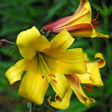 Plants That Are Poisonous To Cats Real Homes