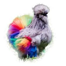 Maybe you would like to learn more about one of these? Amazon Com Rainbow Chicken Tutu Handmade