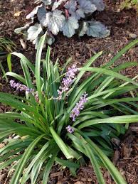 Image result for Lily Turf