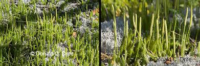Image result for Lycopodium