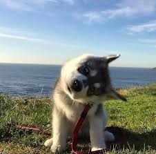  Head Tilt Expert Aww Niedliche Welpen Susse Hundebilder Susseste Haustiere