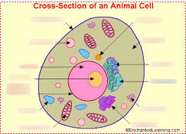 Animal cells are packed with amazingly specialized structures. Cells And Cell Parts By Diagram For Bio101 Diagram Quizlet