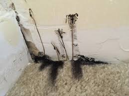 Sooty mold doesn't usually damage the plant since it only grows on the surface, but it's a sign that your gardenia has other issues. Black Dust Like Mold With Tendrils Growing