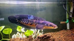 Sehingga habitat ikan cupang asli ada di wilayah asia tenggara seperti thailand, indonesia, vietnam, brunei, kamboja dan malaysia. 9 Kesalahan Dalam Memelihara Ikan Channa Maruliodes Bagi Pemula Predator Ikan Ikan Air Tawar