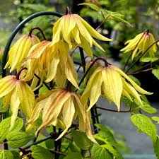 Image result for Clematis