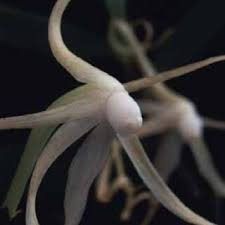 Image result for Malaxis schliebenii