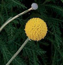 Pin Auf For The Garden