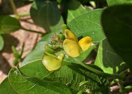 Image result for Vigna membranacea