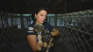 Cute puppies, purebred and designer breed puppies for sale. 12 Ohio Puppy Mills On Humane Society S List Of The Horrible Hundred Wtte