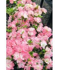 Azalea Eileen Azaleas Floral Wreath Flowers
