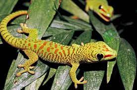 We are the #1 supplier of reptile products in the us at the guaranteed lowest prices anywhere on the web! Reptile Pet Shops Near Me Online Shopping