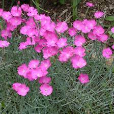 Each of the 5 petals have serrated edges, looking as if they have been trimmed with pinking shears, hence the common name 'pinks'. Firewitch Dianthus Gallon Container Grimm S Gardens
