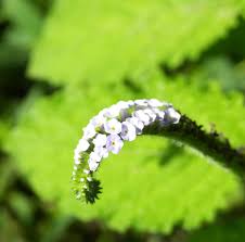 Image result for Heliotropium indicum