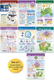Use a pie or baking pan for the exterior, gelatin for the cytoplasm, and whatever you can find for the nucleus and organelles such as mitochondria, ribosomes and the endoplasmic reticulum. Amazon Com Newpath Learning Cells Bulletin Board Charts Set Of 7 Office Products