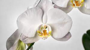 Whilst coffee remains the biggest agricultural export. Orchid San Diego Zoo Animals Plants