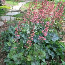Image result for heuchera americana