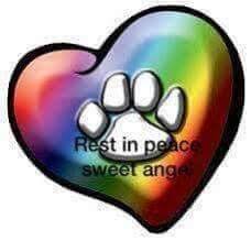 Caressa entered our lives when christina was 12 years old and added much beauty and joy to our lives over the years. Rest In Peace Sweet Angel Dog Memorial Pet Remembrance Pet Sympathy
