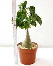 Image result for Gerrardanthus paniculatus