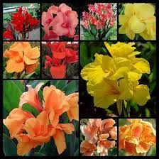 Pin On Cannas