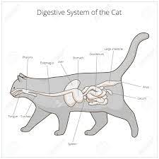 Check spelling or type a new query. Digestive System Of The Cat Medical Veterinary Vector Illustration Royalty Free Cliparts Vectors And Stock Illustration Image 46796381