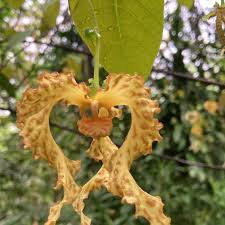 Image result for Monodora minor