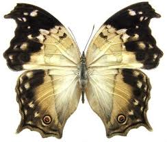 Image result for Mellera lobulata