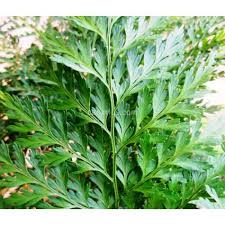 Davallia (deersfoot fern, hare's foot fern, shinobu fern, rabbit foot fern, ball fern) is a genus of about 40 species of fern. Kaufen Davallia Canariensis Mit Canarius