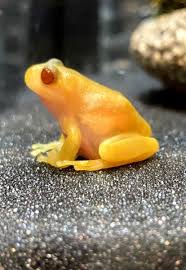 アマガエル アルビノ