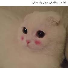 مين هيك مين هيك انتباه أفضل و أقوى صفحة نكت للكبار فقط في العالم العربي من أخطر الصفحات إذا مش قدها ما تفوت anahitaa h arabic funny arabic memes cats