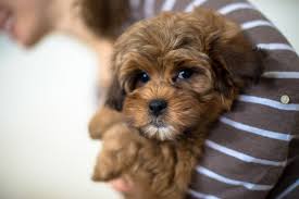 Coldwater kennel is an iowa puppy breeder dedicated to raising and nurturing beautiful pups with sweet dispositions that make cherished lifelong companions and successful show dogs. What Is A Shichonpoo Bluebell Pup Cavapoochon Puppies For Sale