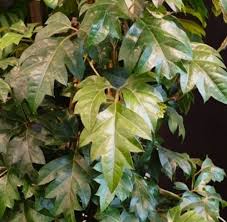 Image result for Cissus integrifolia