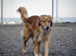 2 blue males $800 limited registration $1,000.00 full registration shots worming akc. Adopt A Pet From Lake Oswego Area Shelters New Pets Added This Week Lake Oswego Or Patch
