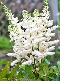 Astilbe Bloom Season Hybrids Mighty Chocolate Cherry Plant Zone