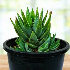 Image result for Aloe wildii