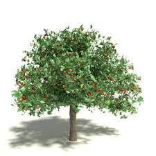 We did not find results for: Understanding Fruit Tree Forms Learn About Common Fruit Tree Shapes