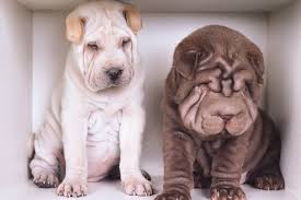 Ddg has an easy solution making cleaning up dog hair beautiful fall day, windows open and the dog hair begins to fly, and what doesn't spin around inside your car is permanently stuck in carpet and. 3 Ways To Remove Dog Hair From Carpet Chem Dry Blog