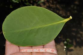 Image result for Sonneratia alba