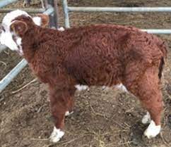 Crooked Calf Disease Vetwatch December 2018 Vetwatch Newsletter Newsletters Support And Resources Agriculture Victoria