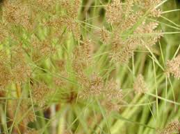 Image result for Cyperus longus