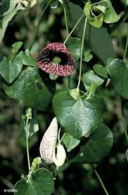 Image result for Aristolochia
