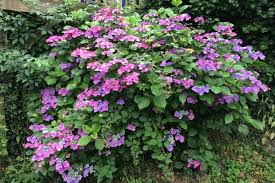 Gartengestaltung mit steinen und kies ist modern. Hortensien Im Garten So Bluhen Sie In Den Schonsten Farben