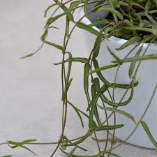 Image result for Ceropegia gracilior