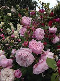 Beautiful Spirit Of Freedom English Rose Beautiful Flowers English Roses Rose
